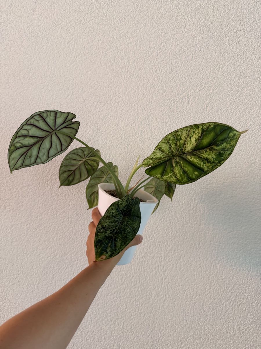 Piante & sementi: Grosse Alocasia Dragon Scale Mint im SB-Topf – Usato da Ostermundigen venduto da summy73 4