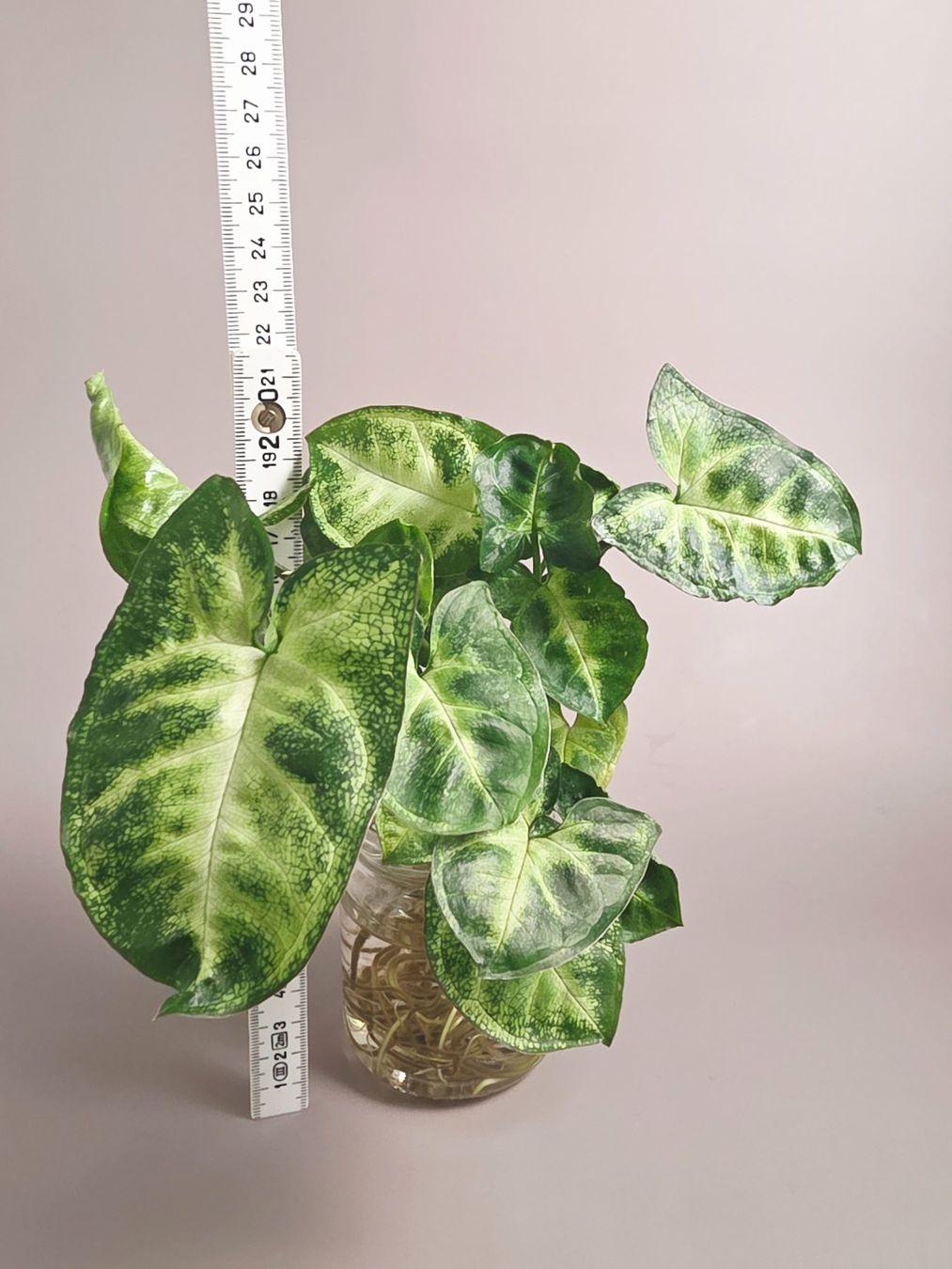 Piante & sementi: Syngonium Podophyllum 'Pixie' Stecklinge – Nuovo (secondo la descrizione) da Gerolfingen venduto da Azora 2