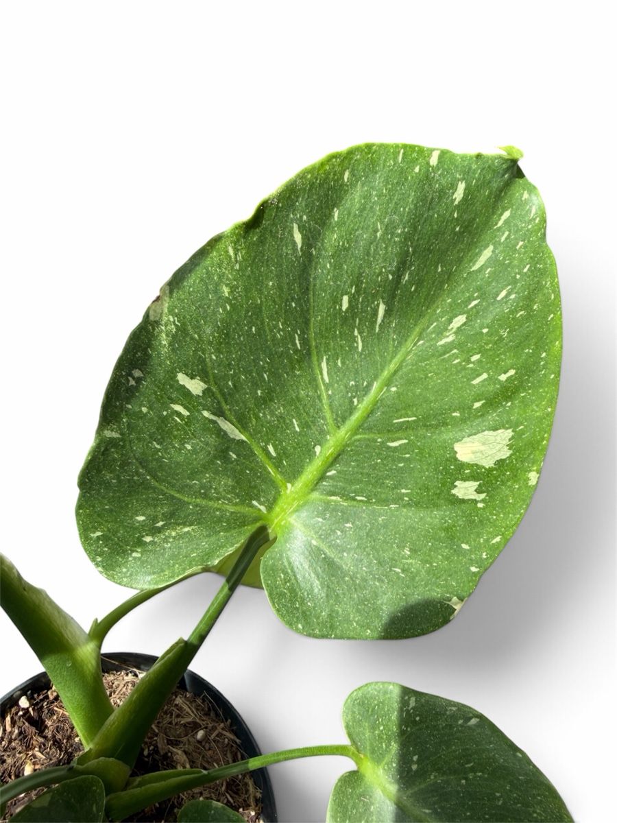 Piante & sementi: Monstera Spezielle Thai Constellation Mutation – Nuovo (secondo la descrizione) da Steinhausen venduto da WeberPlants 2