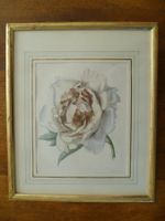 PIVOINE