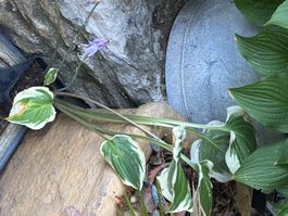 Hosta delicious