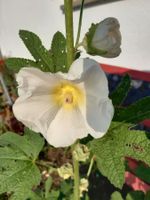 10 Samen Stockrosen weiss mit gelbem Auge