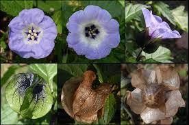 Piante & sementi: GIFTBEERE (Nicandra physalodes) Pflanze – Nuovo (secondo la descrizione) da Hinteregg venduto da ERFOLG78 7