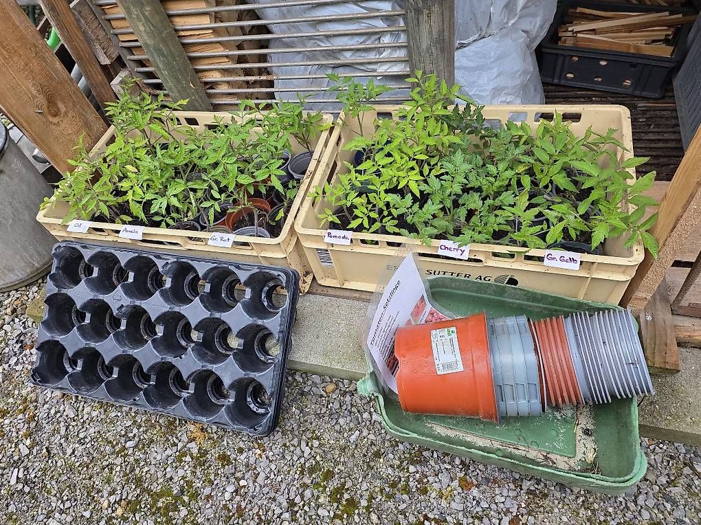 Piante & sementi: Cherry Tomaten Aktion günstig – Usato da Niederuzwil venduto da Naturfleisch 2