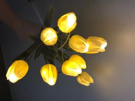 Tulpen, weiss, mit Beleuchtung