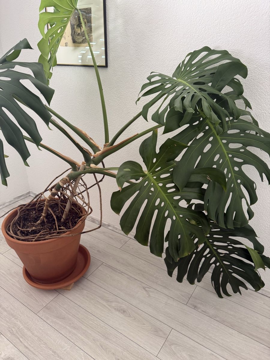 Plantes & graines: Monstera Deliciosa – D'occasion à Binningen par bob_m2qg 4