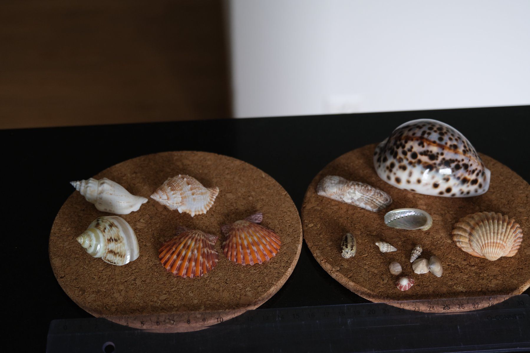 Alle Dekorationen: Verkaufe verschiedene Muscheln – Gebraucht aus Olten von RABe2000 3