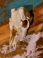 Reh Schädel, Knochen Tierpräparat, für Rituale Satan