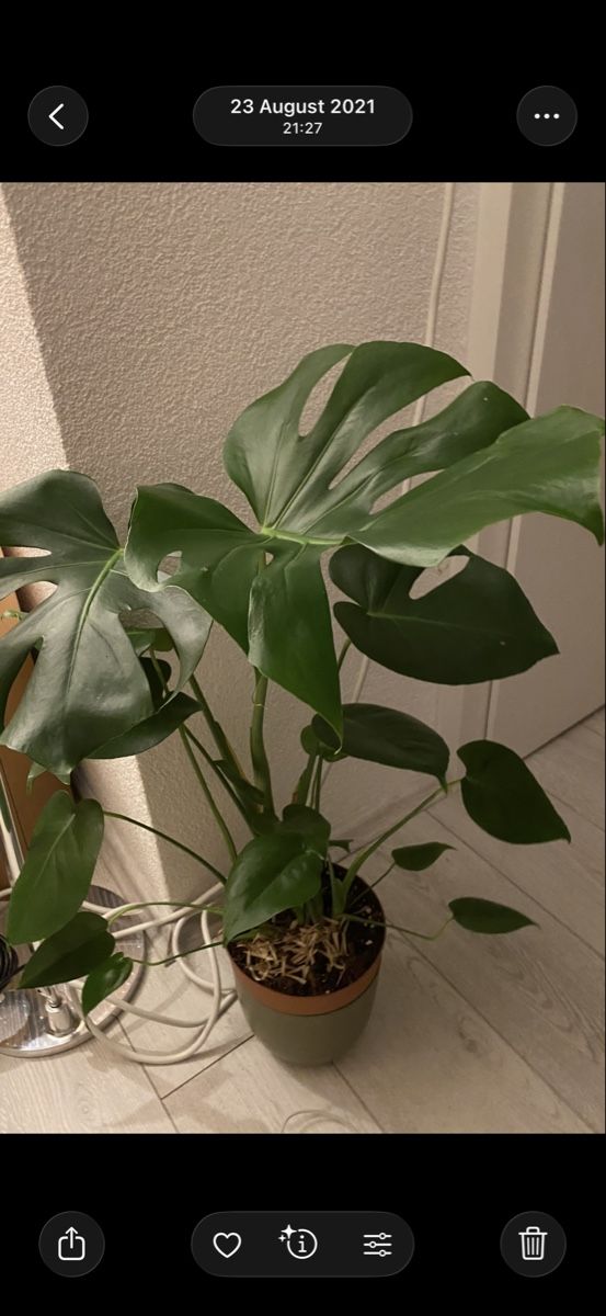 Plantes & graines: Monstera Deliciosa – D'occasion à Binningen par bob_m2qg 7