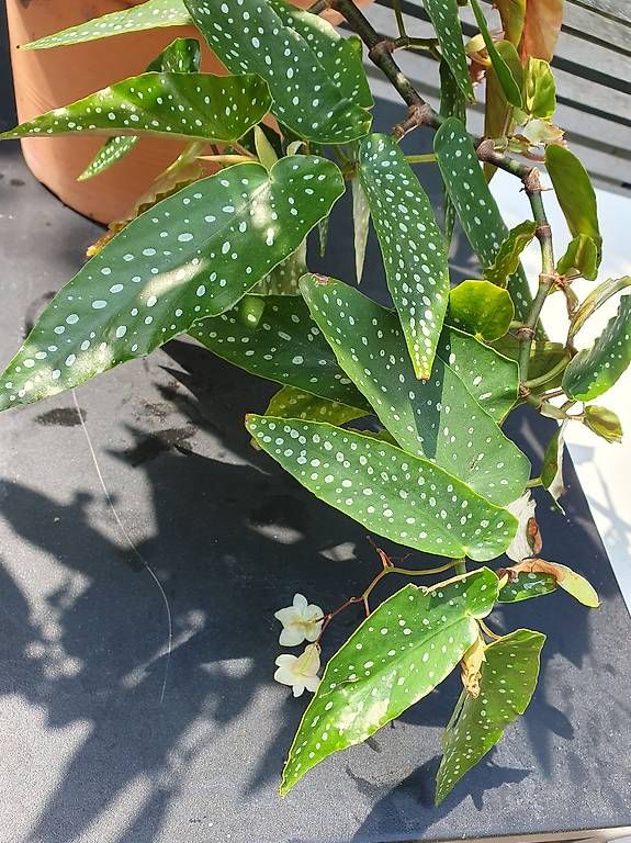 Plantes & graines: Forellenbegonie – D'occasion à Olten par stritten 3