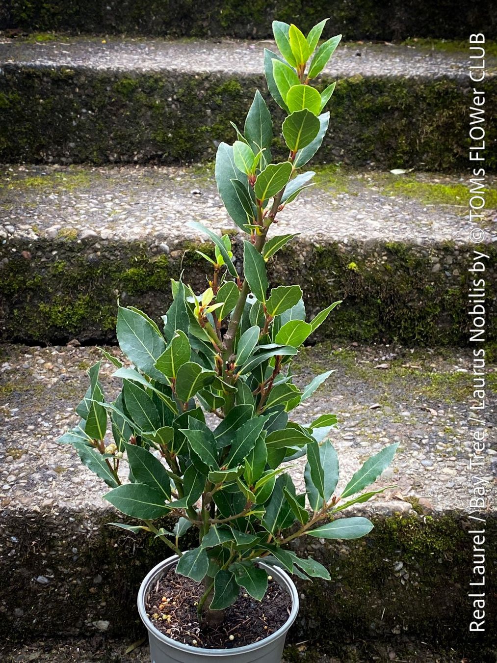 Piante & sementi: Echter Lorbeer - Lorbeerbaum - Laurus Nobilis – Nuovo e nell'imballaggio originale da Adliswil venduto da asTOMas963 7