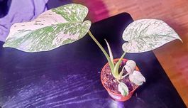 Traumhafte Monstera White Monster  Absolute Rarität