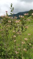 buschgeissblatt jungpflanze