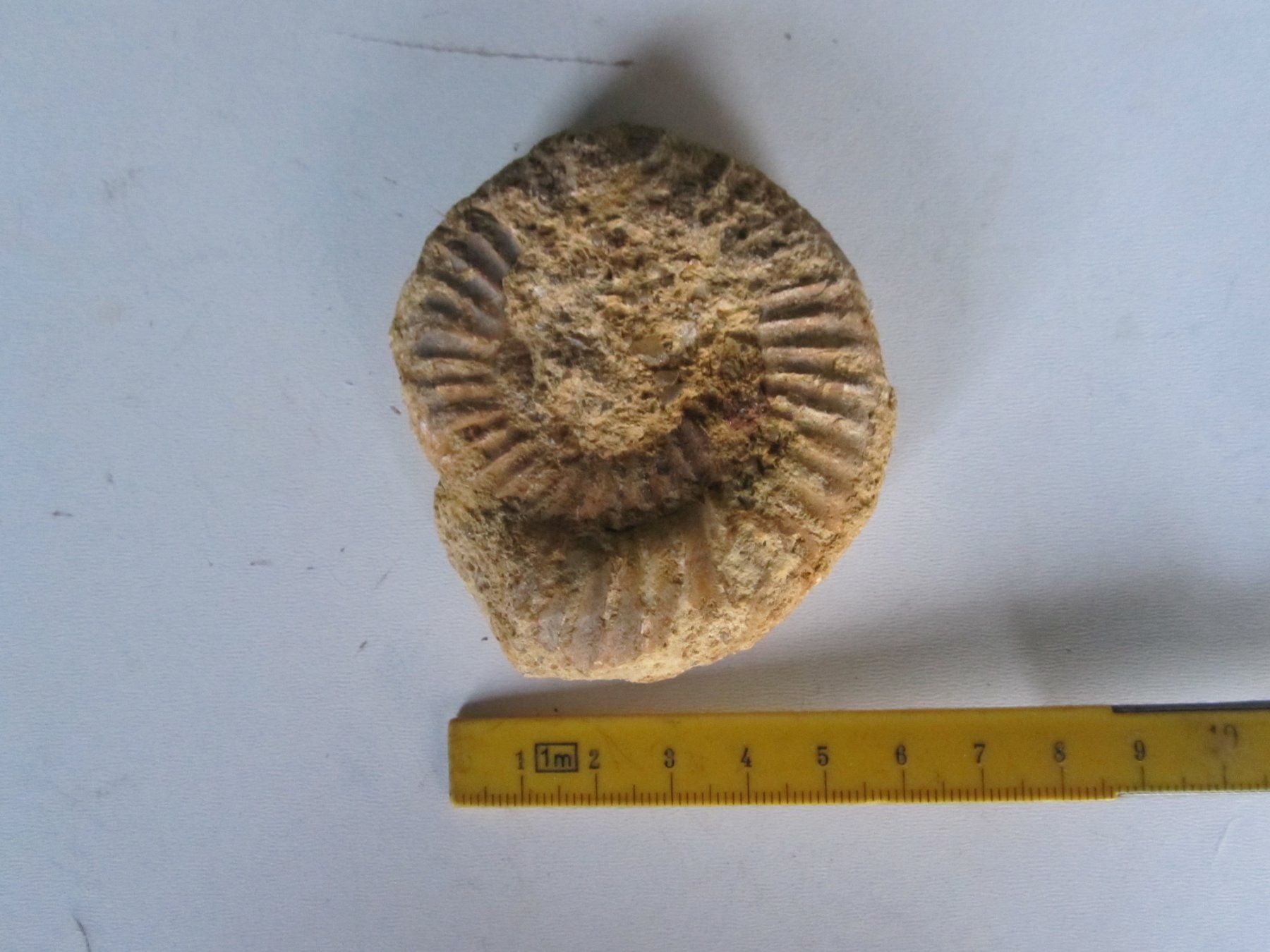 Fossili: Ammonite – Nuovo (secondo la descrizione) da Weier im Emmental venduto da waefler03 2