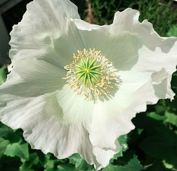 Pflanzen & Samen: 50 SAMEN GRAINES SEMI SEEDS WEIßER MOHN – Neu und originalverpackt aus Rovio von POSITIFFARTandPLANTS 4