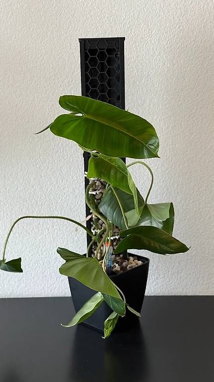 Pflanzen & Samen: Philodendron Burle Marx variegata, Mosspole – Gebraucht aus Aadorf von Arkabraa