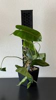 Philodendron Burle Marx variegata, Mosspole