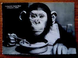 "ZOO Bâle" 1965 , singe Pablo -  carte postale ancienne 
