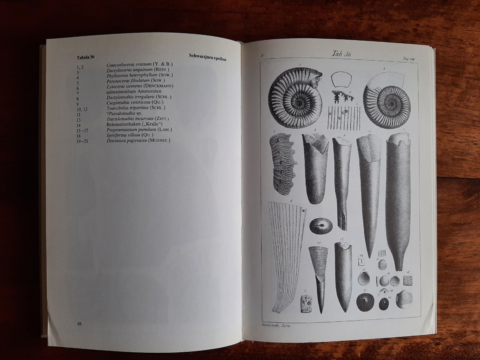 Libri: Fossilien Buch Der Jura – Usato da Rickenbach BL venduto da Oktober68 4