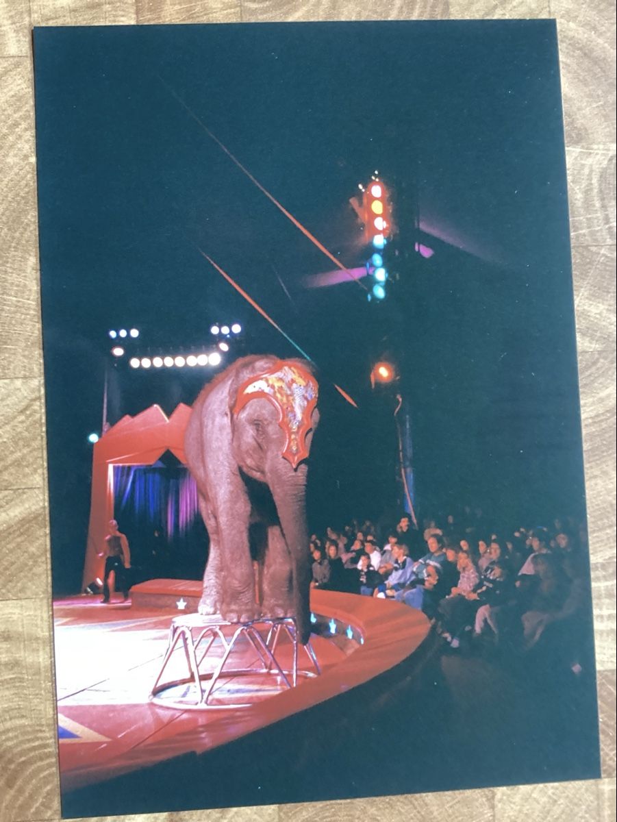 Foto & Immagini: Circus Knie Foto 1992 – Usato da Reichenbach i. K. venduto da astra2010