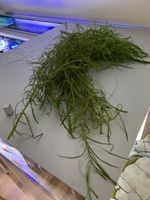 Aquariumpflanze Pogostemon Quadrifolius Bund