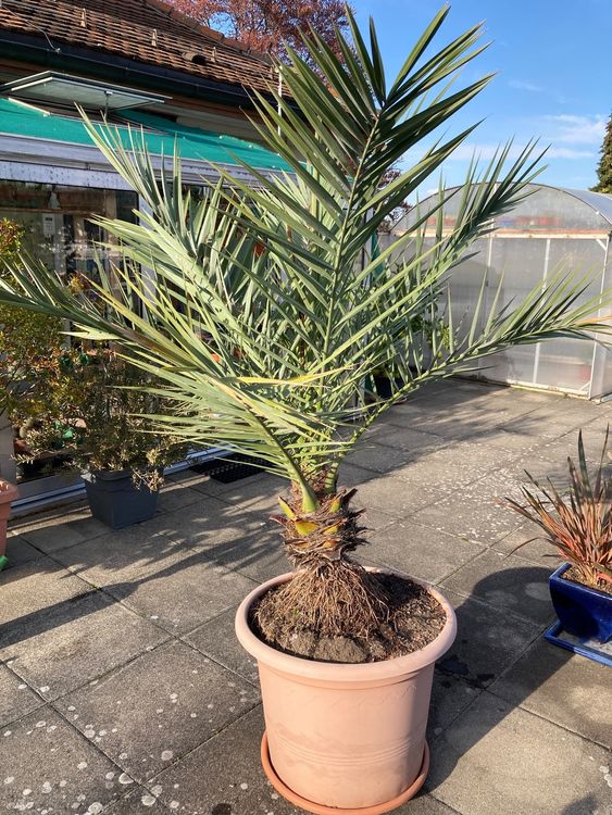 10 Dattelpalmen-Samen Phoenix Dactylifera – Für Bonsai Oder Garten, Eigene Palmen Züchten