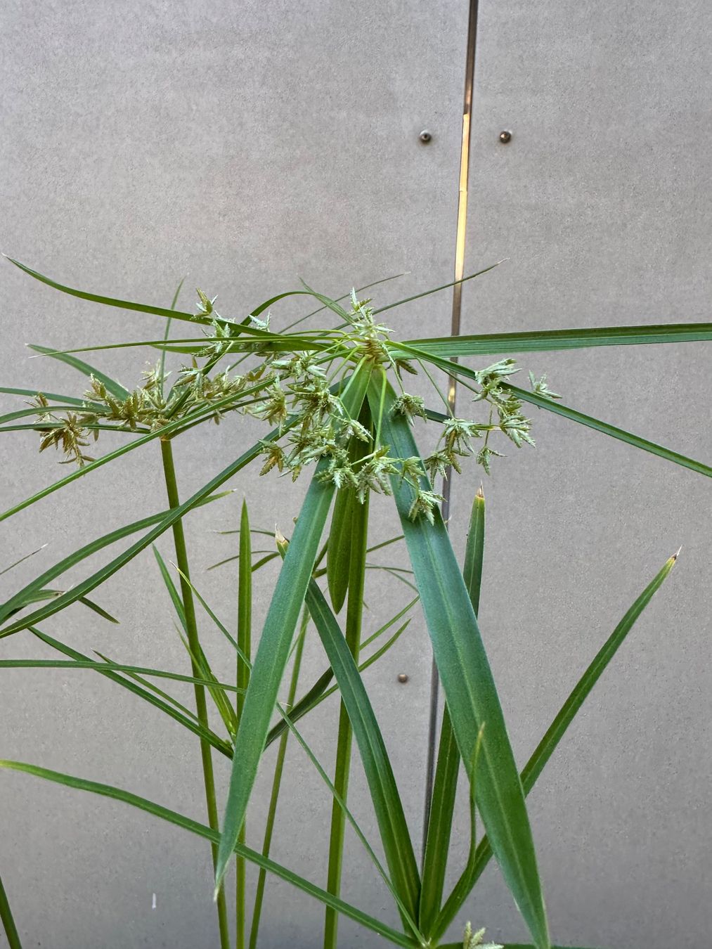 Plantes & graines: PAPYRUS STECKLING – D'occasion à Zürich par NIKI777 2