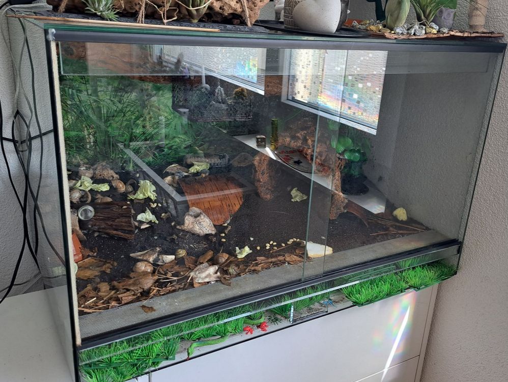 Elegantes Terrarium Mit Heizung Bild