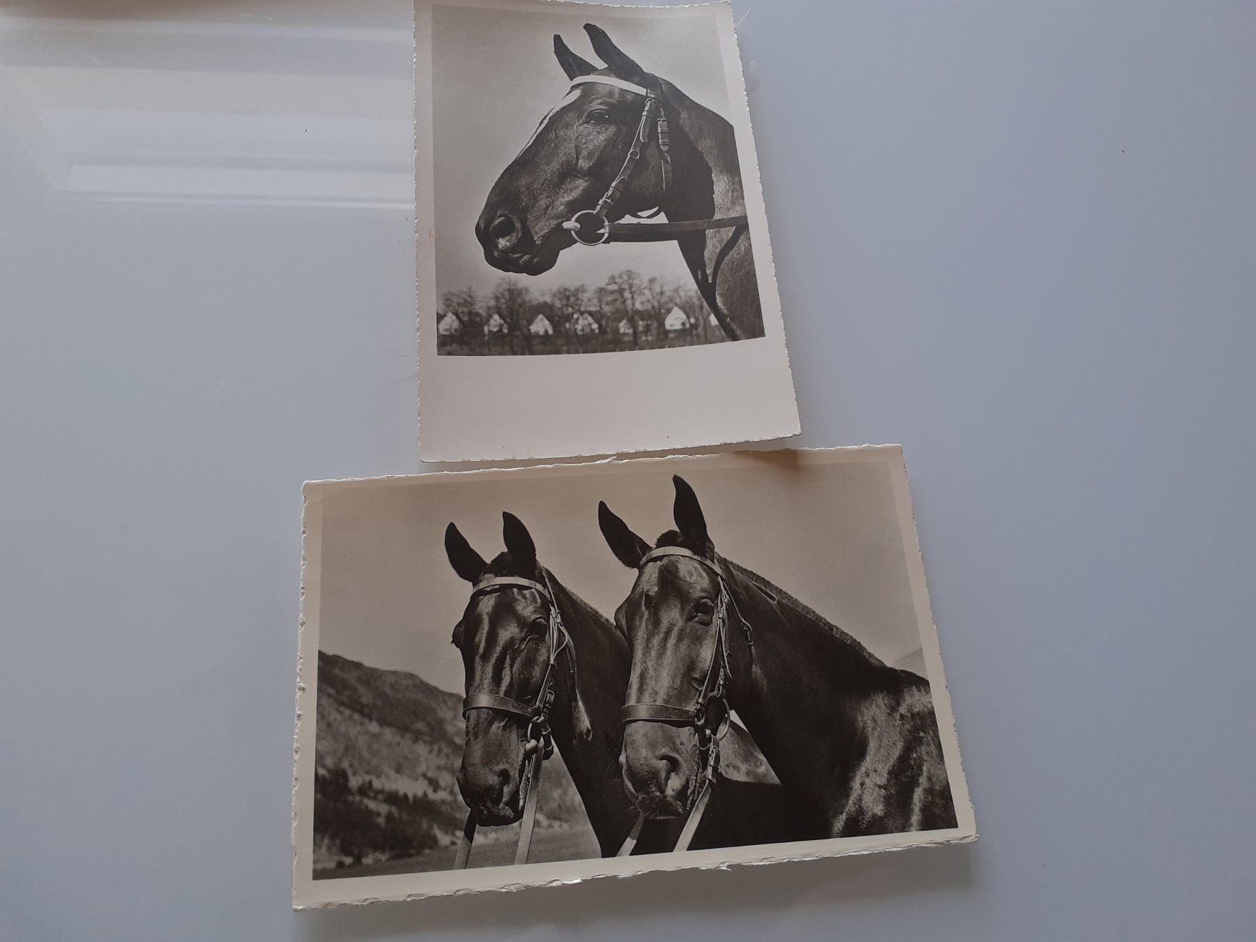Cartes postales: PFERDE - GEZUEGELTE KRAFT – D'occasion à Winterthur par Ornyx7