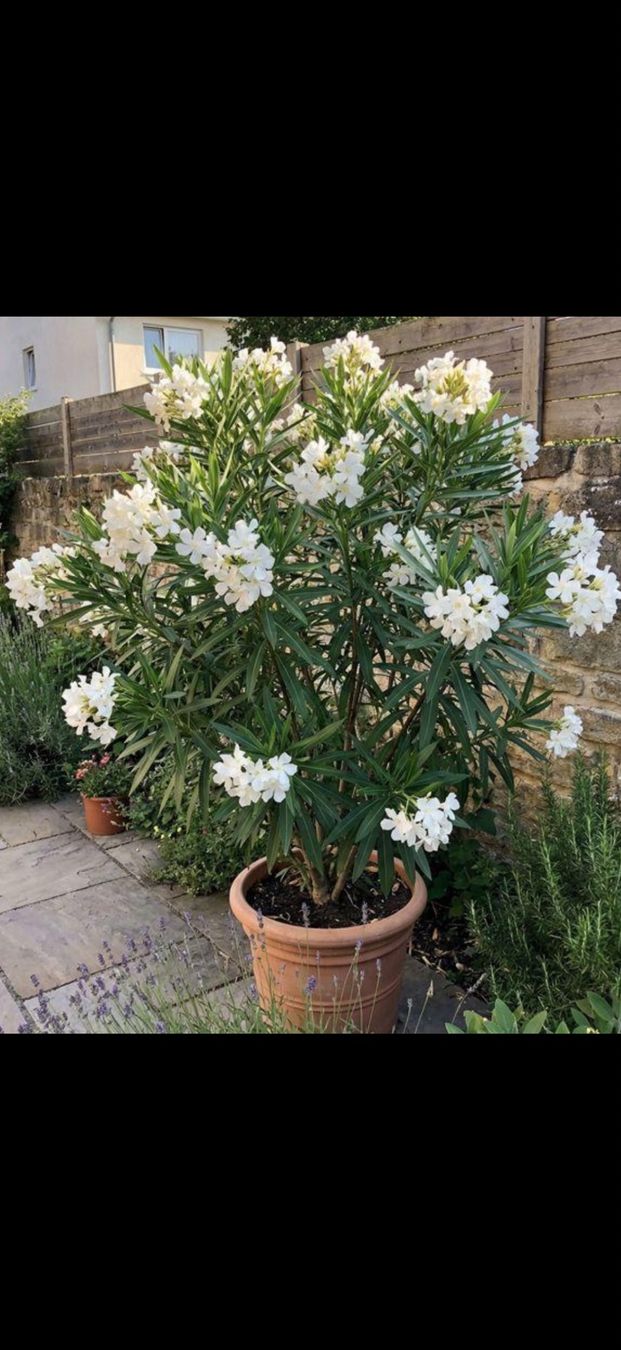 Plantes & graines: weisser Oleander – D'occasion à Grosshöchstetten par goky 1