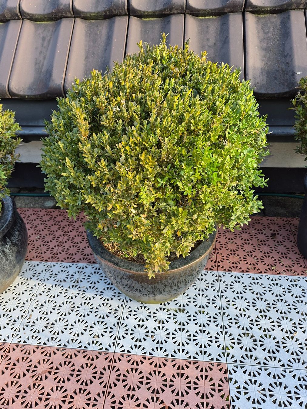 Piante & sementi: 5) WINTERHART - Buchsbaum für Garten, Balkon oder Terrasse – Usato da Thalheim an der Thur venduto da LycaenaDispar
