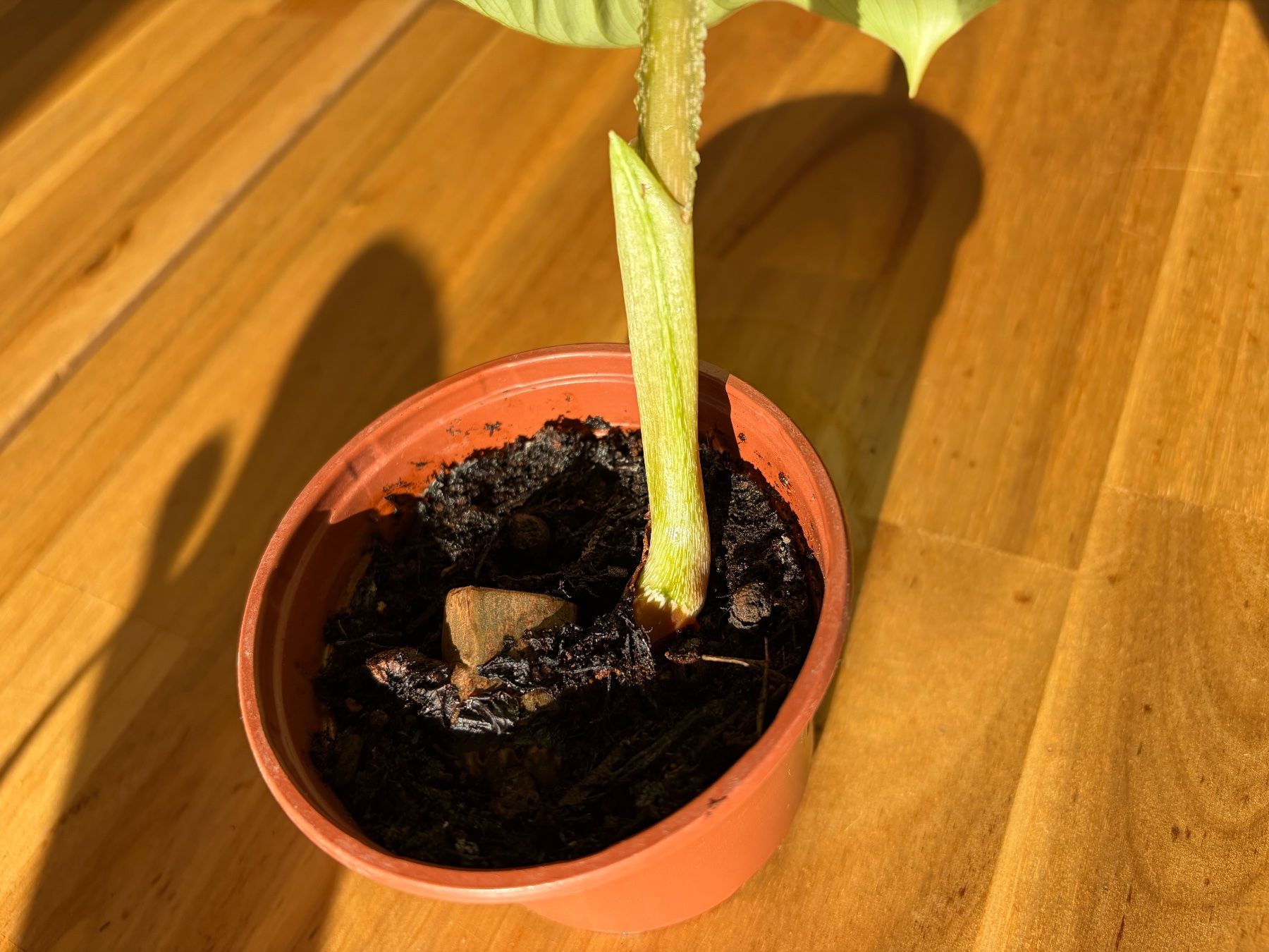 Pflanzen & Samen: Philodendron Plowmanii – Gebraucht aus Baar von annasorbian 5
