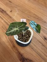 Alocasia Venom Jungpflanze im SB-Topf