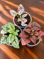 🌿 Seltene Hypoestes – wunderschönes Pflanzenset