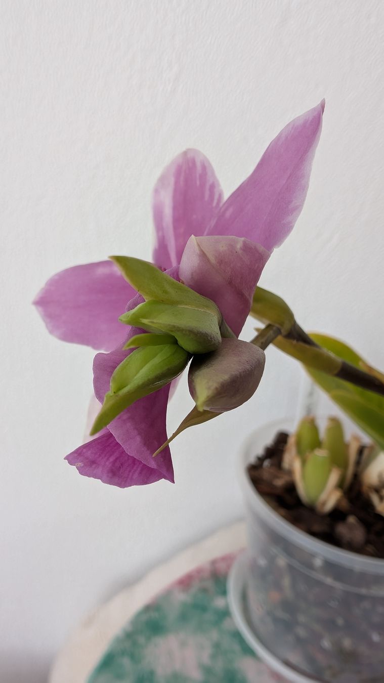 Pflanzen & Samen: Miltonia 'Splash' Orchidee – Gebraucht aus Untervaz von Lyraia 4