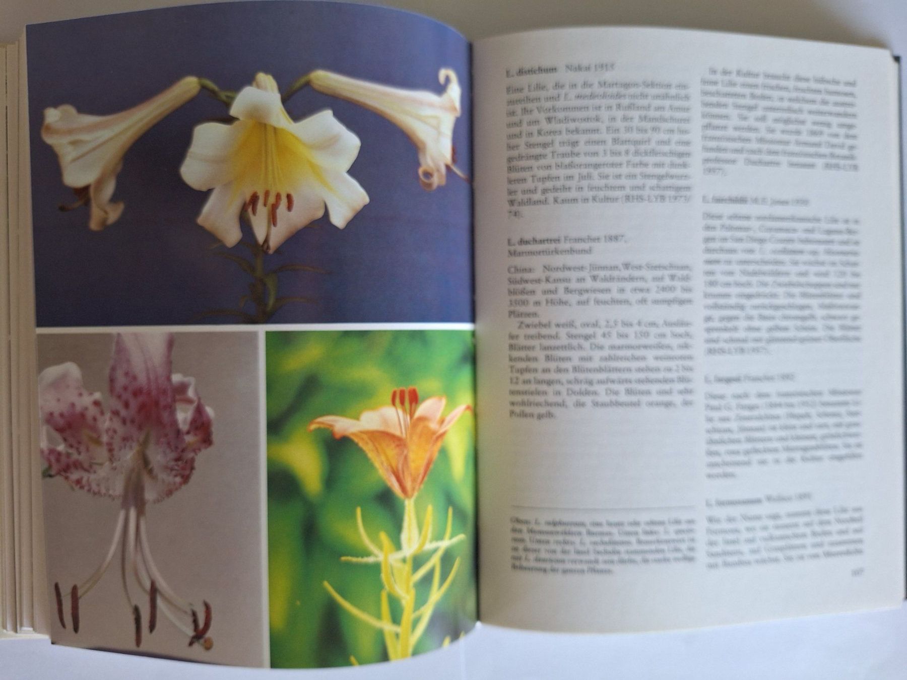 Libri: Lilien Buch, Feldmaier McRae Ulmer 1982 – Usato da Zürich venduto da t24_de 2