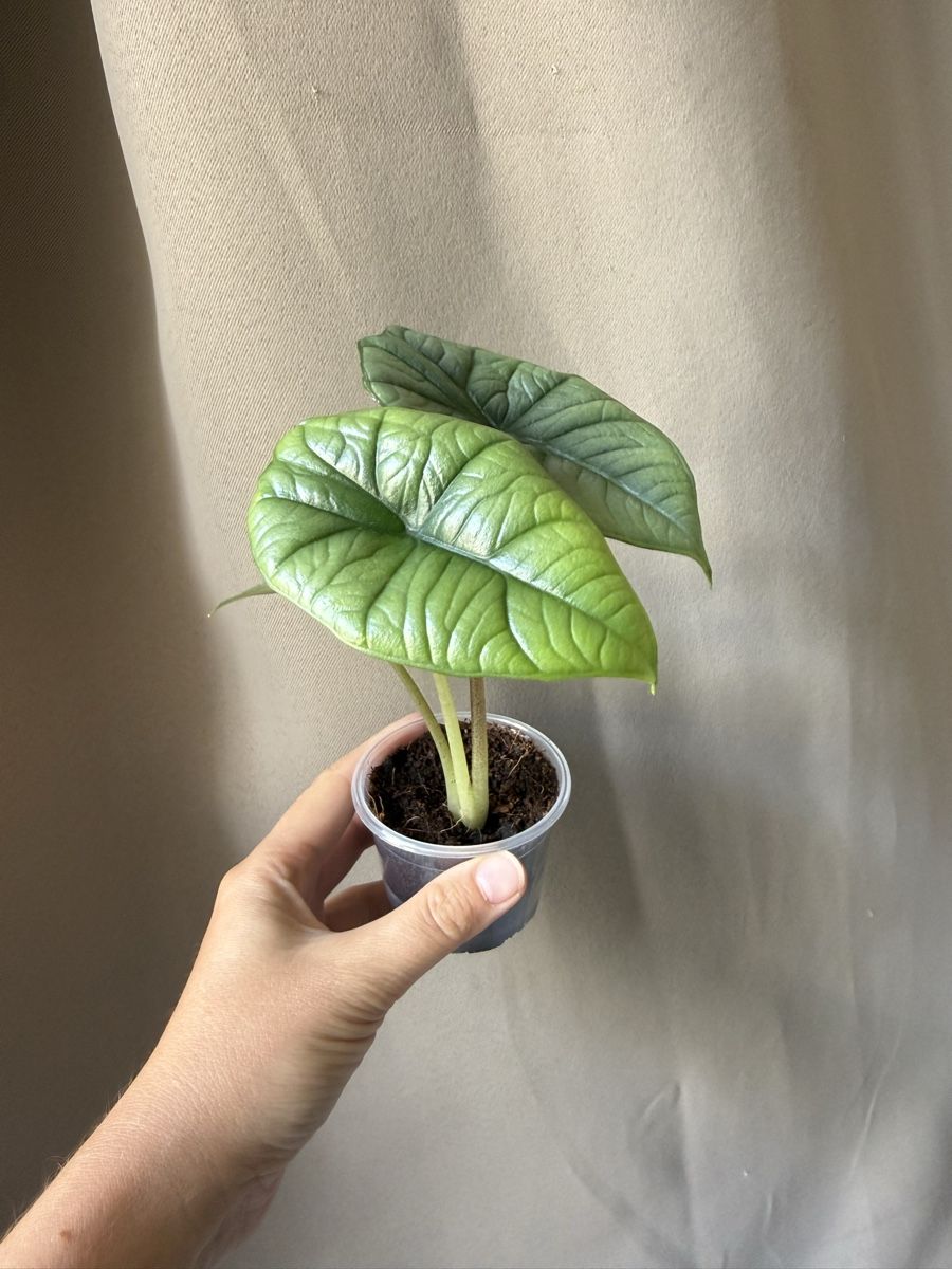 Pflanzen & Samen: Alocasia Platinum  – Neu (gemäss Beschreibung) aus La Tour-de-Trême von LyAmy 2