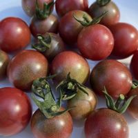 Rosella - Cocktailtomate - 15 Samen