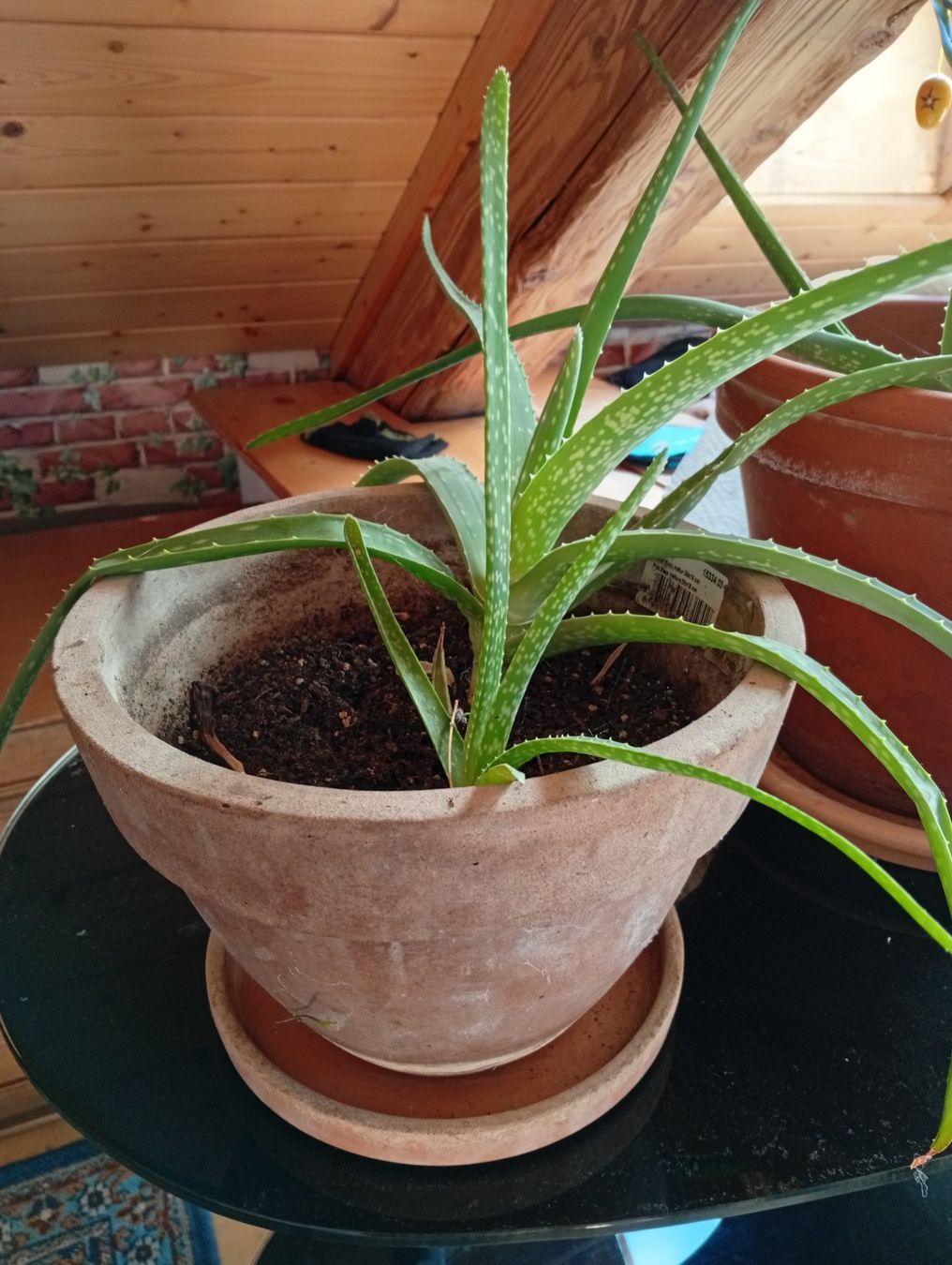 Piante & sementi: Bio Aloe Vera – Nuovo (secondo la descrizione) da Prez-vers-Noréaz venduto da ben_gjn8 7