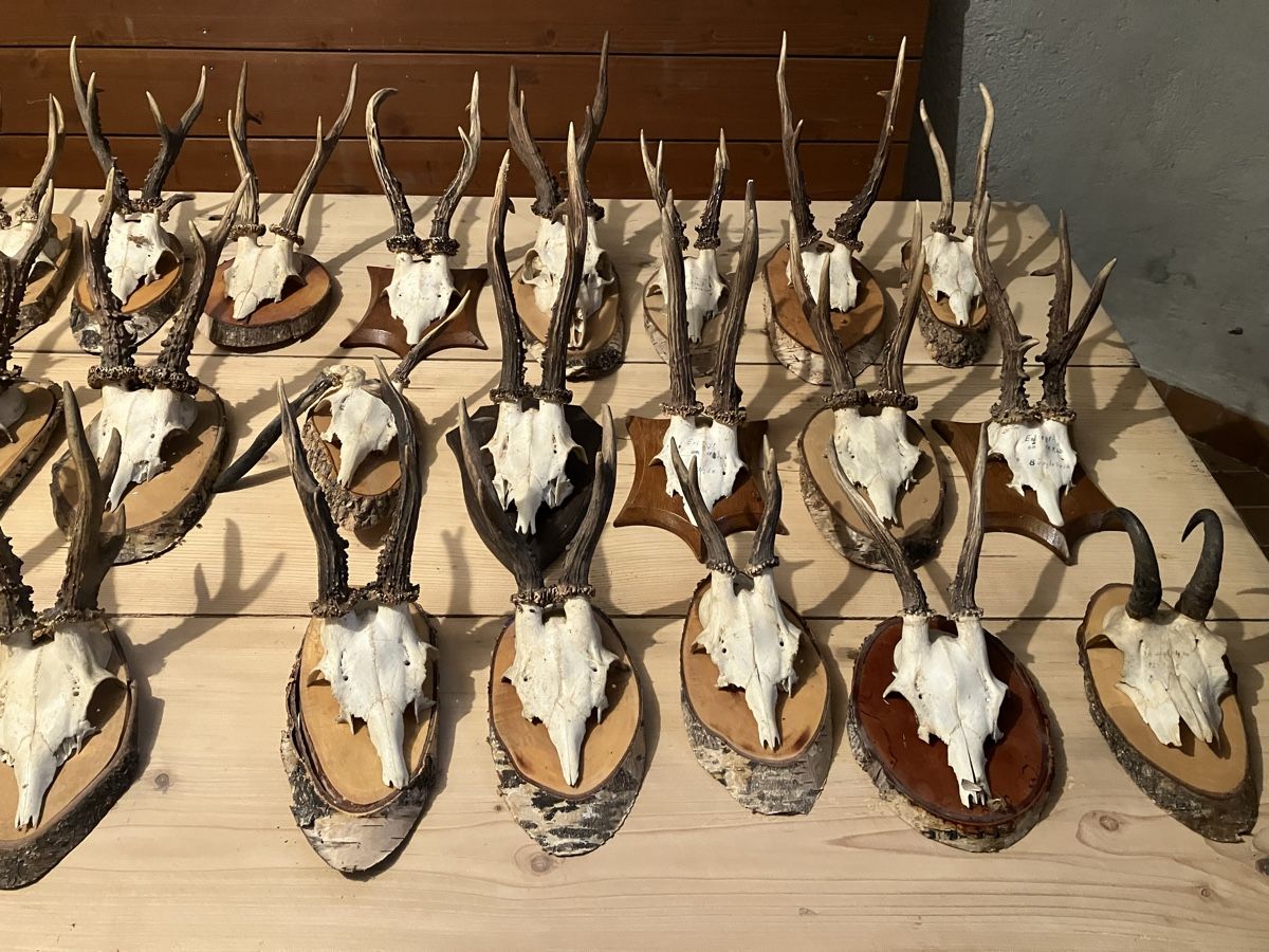 Tutte le decorazioni: Gehörn – Usato da dietikon venduto da Fisdirektor 3