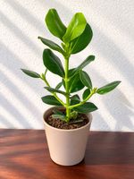 🌿 Clusia rosea – Balsamapfel / Autograph Tree im Topf