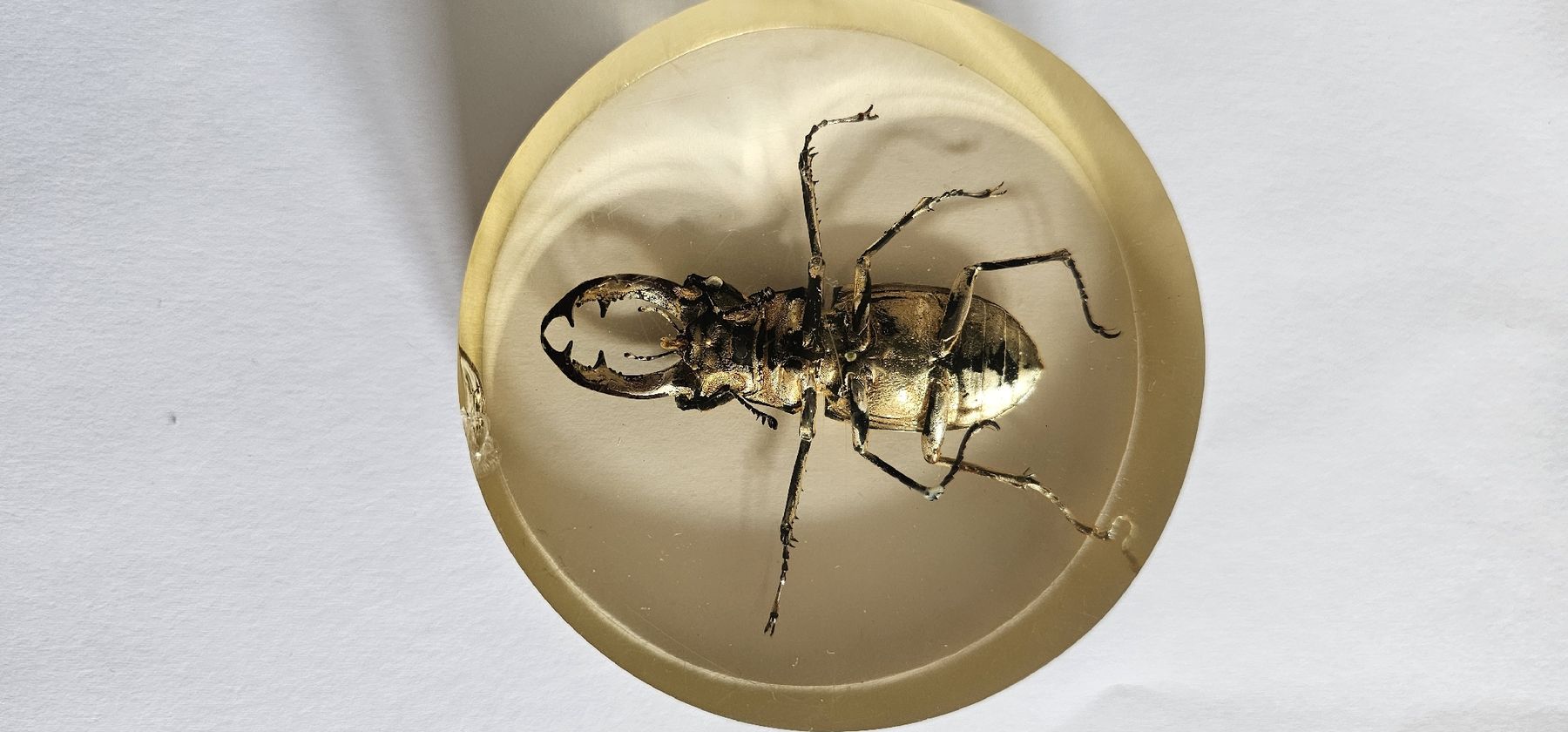 Il mondo degli animali: Insecte dans la résine – Usato da Yverdon-les-Bains venduto da van_dq65 4