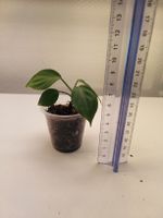 Philodendron unbekannt