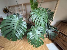 Riiesige Monstera 