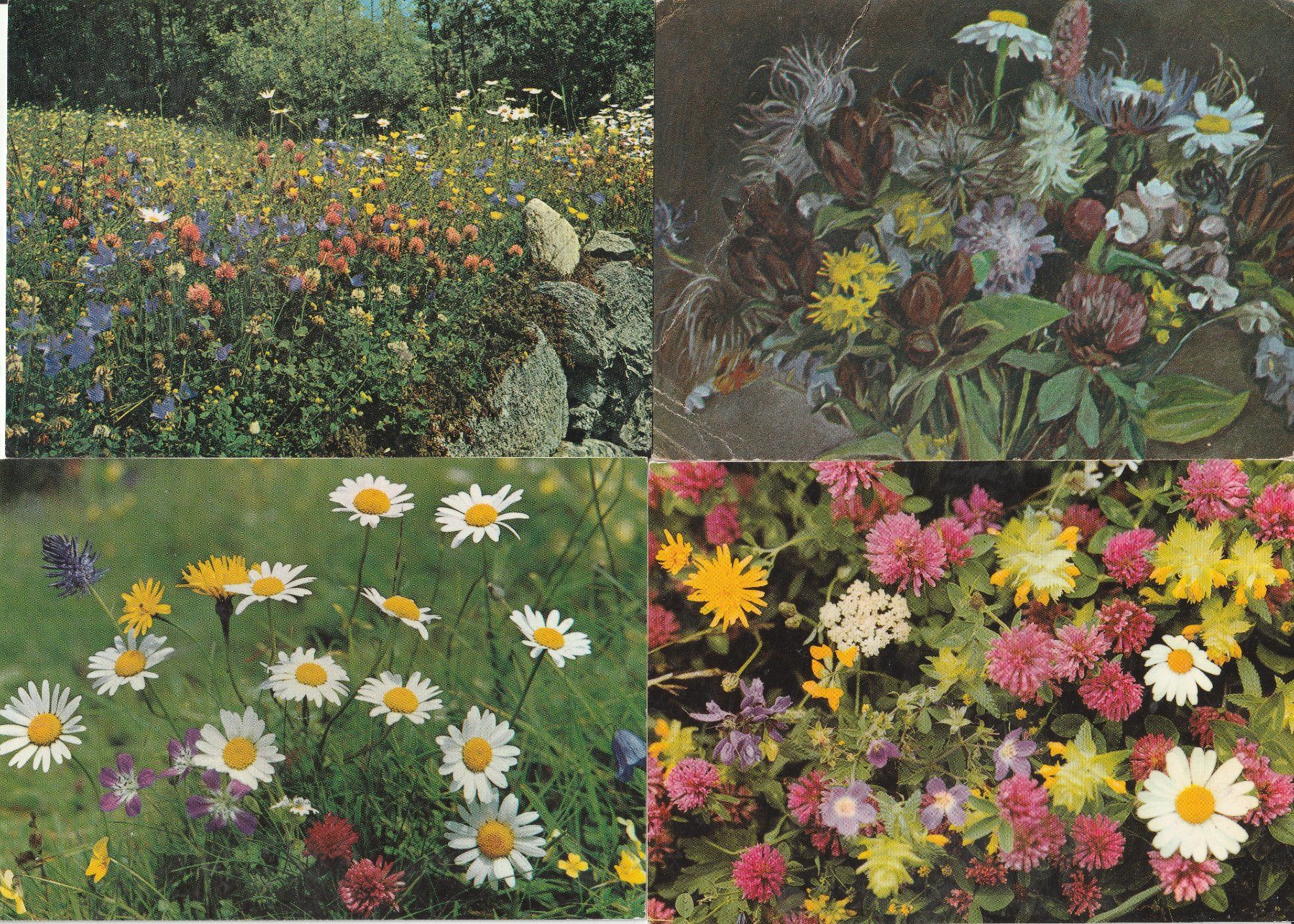 Cartoline postali: 16 Schöne Blumenkarten – Usato da Lumbrein venduto da made02 4