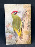 Ansichtskarte: le Pic-Vert ou Pivert (Green Woodpecker)