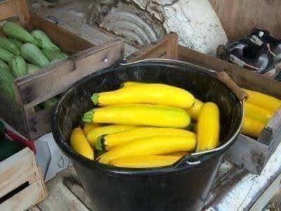 Pflanzen & Samen: Courgette D'or / Jaune ! Succulente 5g – Neu (gemäss Beschreibung) aus Bremblens von FIBONACCI369