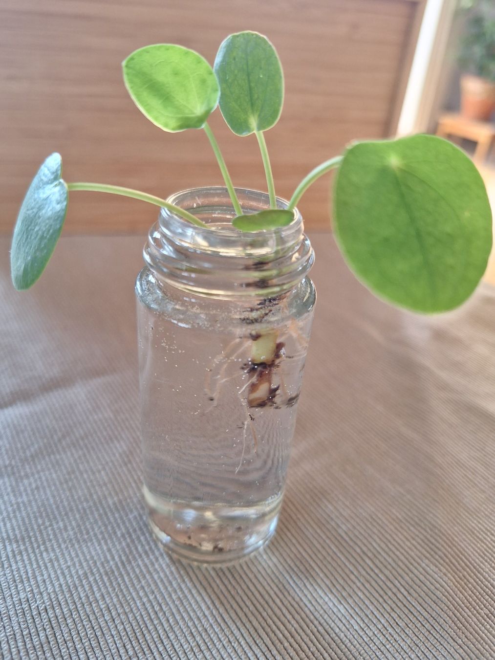 Piante & sementi: Pilea Peperomioides, Ufopflanze – Usato da Zürich venduto da riswa67