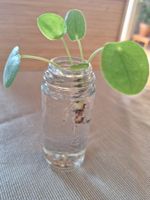 Pilea Peperomioides, Ufopflanze