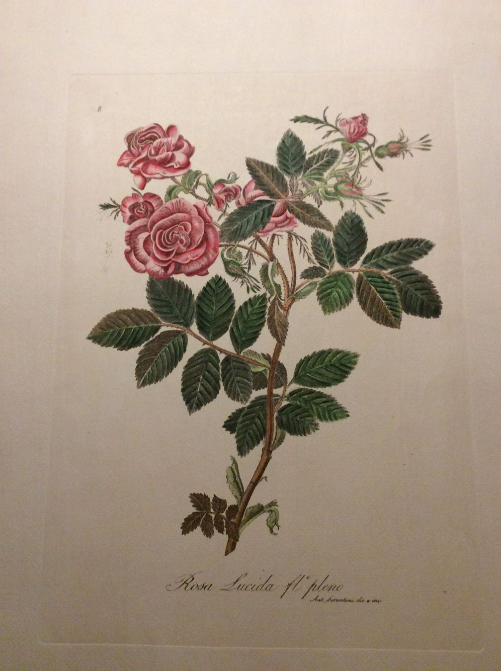 Grafica & Litografie: Planche Ant. Serantoni dis. e inc – Usato da Genève venduto da edelweiss1900 2